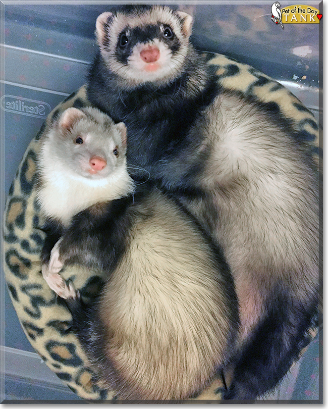 Tank the Ferret, the Pet of the Day