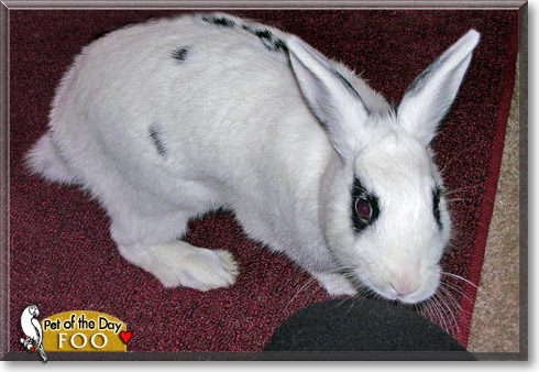 Foo, the Pet of the Day