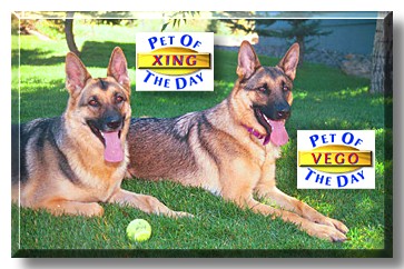 Xing & Vego, the Pet of the Day