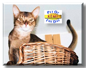 R&eacute;mi, the Pet of the Day