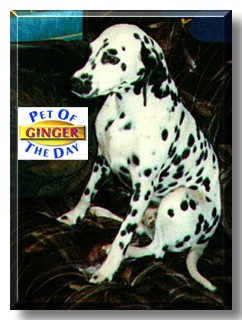 Ginger Spices, the Pet of the Day