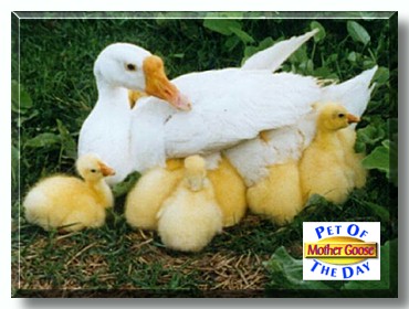Mother Goose, the Pet of the Day