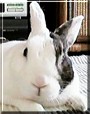 Lap
