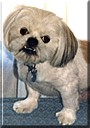 Mister Pugsley