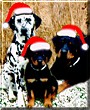 Petrie, Chance, Gypsy