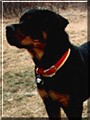 Bruno