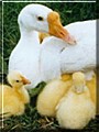 Mother Goose