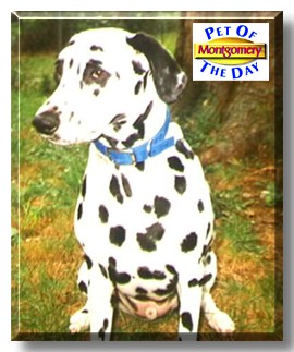 Montgomery Hale, the Pet of the Day