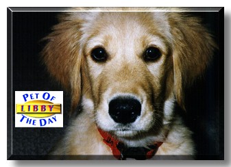 Libby, the Pet of the Day
