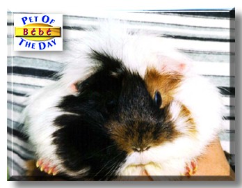 B&eacute;b&eacute;, the Pet of the Day