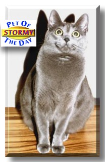 Stormy, the Pet of the Day