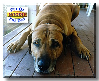 Noodle, the Pet of the Day