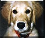 Libby