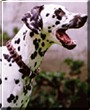 Daphne
