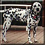 Pepper