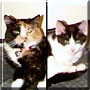 Pixel & Sprite