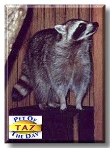 Taz, the Pet of the Day