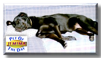 Jemima, the Pet of the Day
