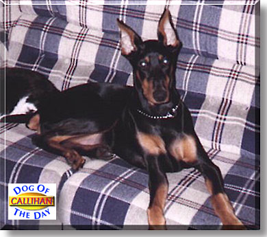 Callihan, the Pet of the Day