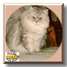 Chaos, the Pet of the Day