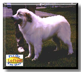 Lofton, the Pet of the Day