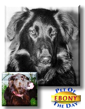 Ebony, the Pet of the Day