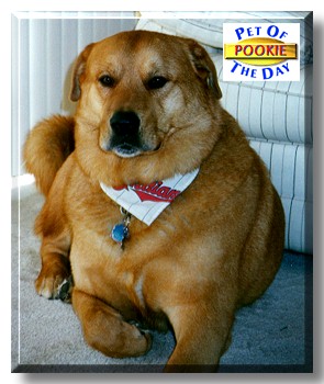 Pookie, the Pet of the Day