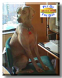 Mischif, the Pet of the Day