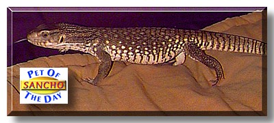 Sancho, the Pet of the Day