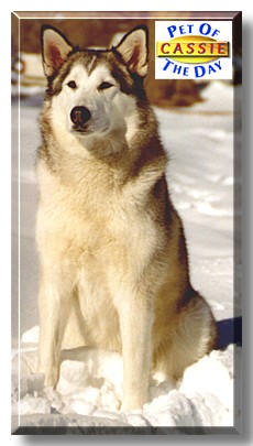Cassie, the Pet of the Day