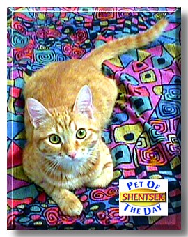 Shentsek, the Pet of the Day