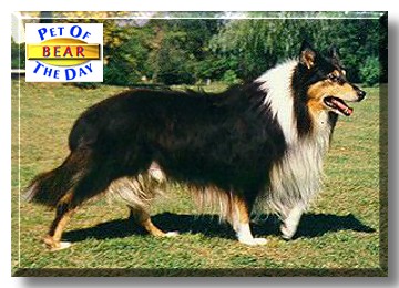 Bear, the Pet of the Day