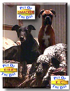 Major Kira Norris, Smacker, K.C., the Pets of the Day