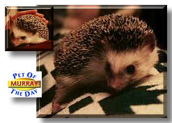 Murray, the Pet of the Day