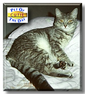 Cutie, the Pet of the Day