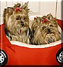 Brittany, Lilly