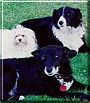 Kelpie, Maltese, Border Collie