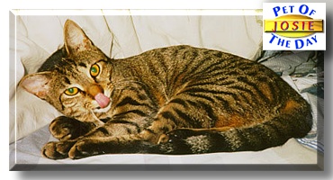 Josie, the Pet of the Day