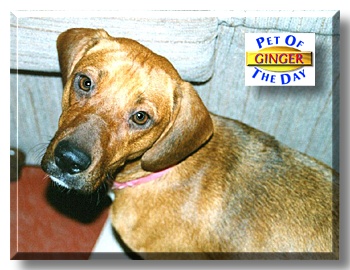 Ginger, the Pet of the Day