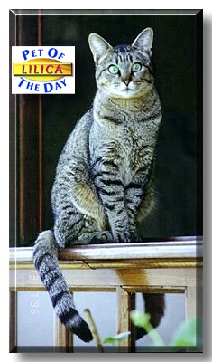 Lilica, the Pet of the Day