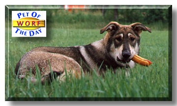 Worf, the Pet of the Day