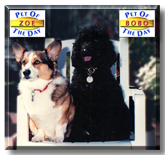 Zoe and Bobo, the Pet of the Day