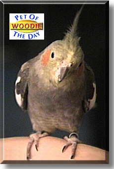 Woodie, the Pet of the Day