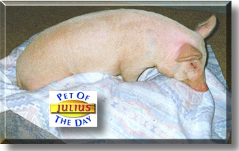 Julius Caesar, the Pet of the Day