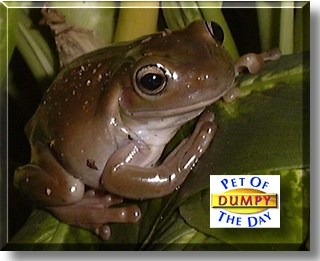 Dumpy, the Pet of the Day
