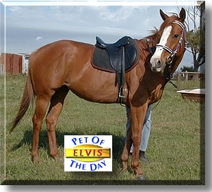 Elvis, the Pet of the Day