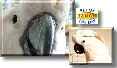 Tanqueray, the Pet of the Day
