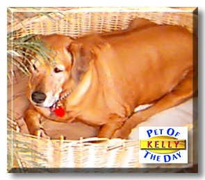 Kelly, the Pet of the Day