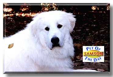 Samson, the Pet of the Day