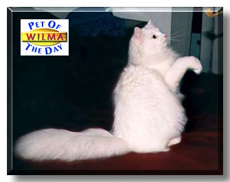 Wilma, the Pet of the Day